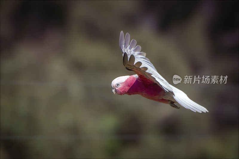 飞行杆(Eolophus roseicapilla)